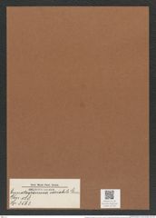 Eunotogramma variabile Grun. (de-Toni-Nr.: Genus 128, Species 3563) Zeichnungen Sammlung Grunow Mappe 03730 (Herbarium_W_Grunow_drawings_Folder_03730)